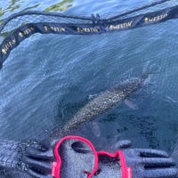 Westin W3 C&R Foldable Landing Net XXL